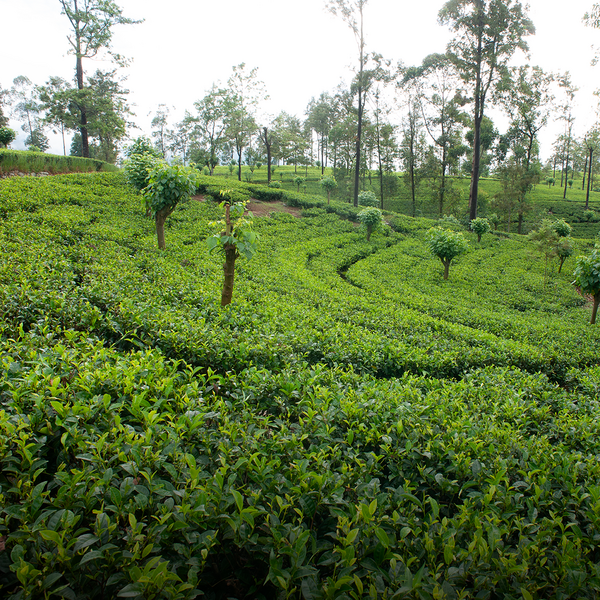 Ceylon High Grown OP1 Medium Bodied Liquor Single Origin Tea