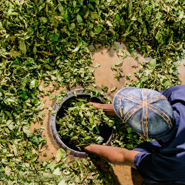 Tea types and offerings