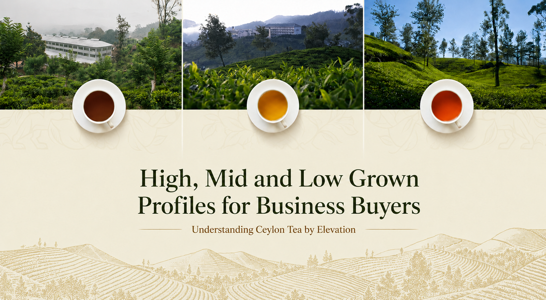 Ceylon Tea Elevations Explained: High, Mid and Low Grown Profiles for Business Buyers