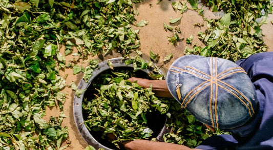 Crafting distinctive tea experiences with fine Ceylon tea.