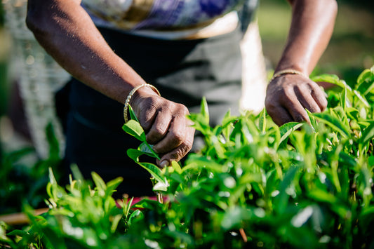 Ceylon Young Hyson Green Tea With Herbal Notes