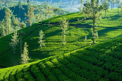 Ceylon High Grown BOP Bright Tea Liquor Single Origin Tea