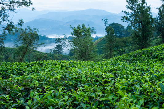 Ceylon High Grown BOPF Mahogany Infusion Single Origin Tea