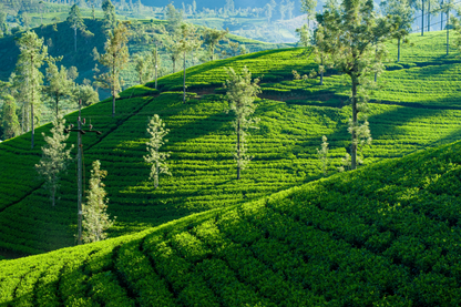 Ceylon Ceylon Silver Tips Light And Delicate Single Origin Tea