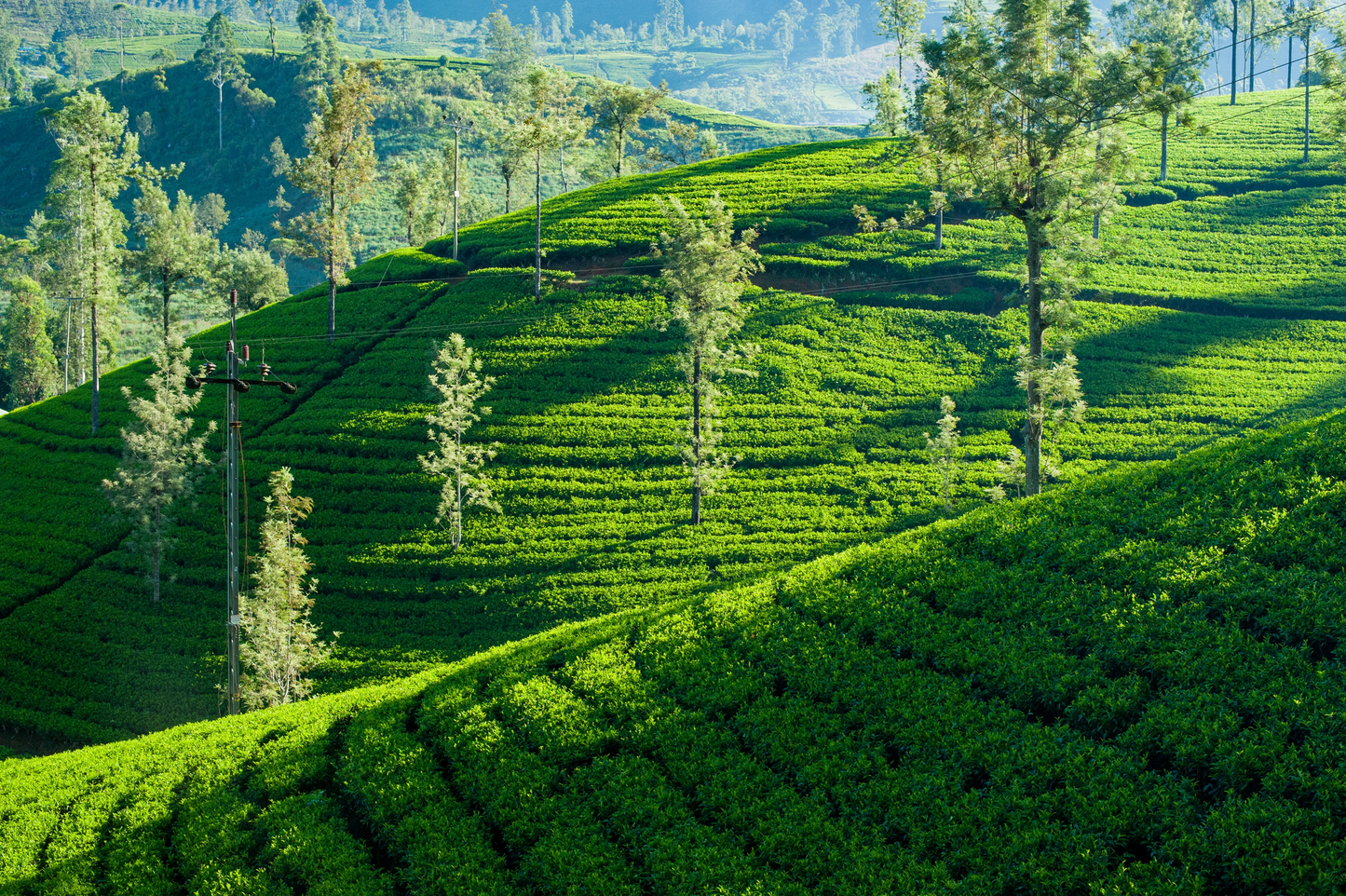 Ceylon High Grown Choppy BOP Fairly Bright Liquor Single Origin Tea